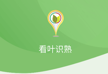 看叶识熟