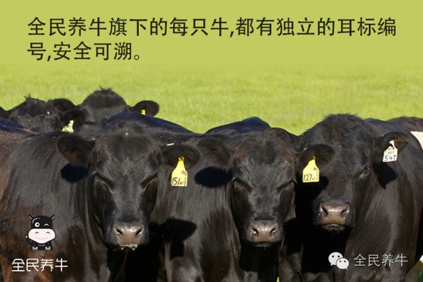 全民养牛