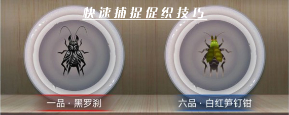 古代人生怎么捉促织 快速捕捉促织技巧