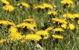 环世界蒲公英v1.2MOD