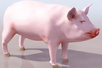 pig币怎么提现 pig币怎么提钱包