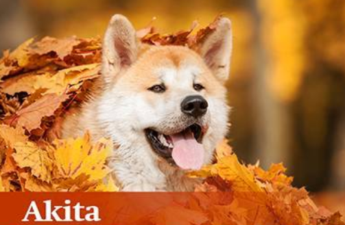 秋田犬幣怎麼買在哪個交易所買秋田犬幣什麼時候上火幣幣安