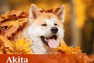 秋田犬币怎么买？在哪个交易所买？秋田犬币什么时候上火币、币安？