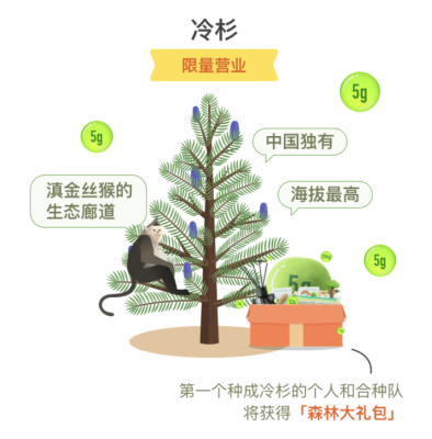 蚂蚁森林冷杉要多少克能量?蚂蚁森林冷杉有多少颗?
