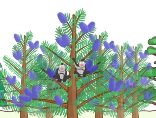 蚂蚁森林冷杉要多少克能量?蚂蚁森林冷杉有多少颗?