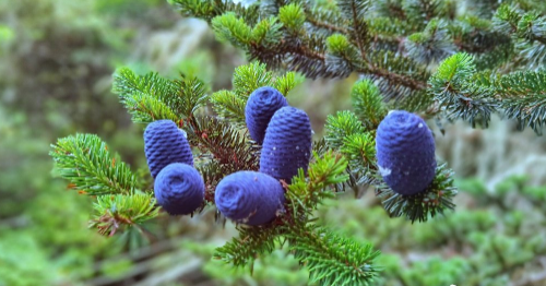 蚂蚁森林冷杉要多少克能量?蚂蚁森林冷杉有多少颗?