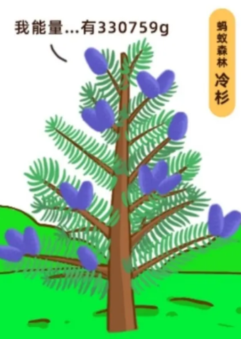 蚂蚁森林冷杉要多少克能量?蚂蚁森林冷杉有多少颗?