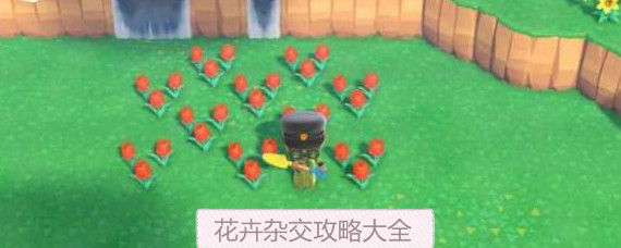 动物森友会花卉怎么杂交 动物森友会花卉杂交效率提升方法