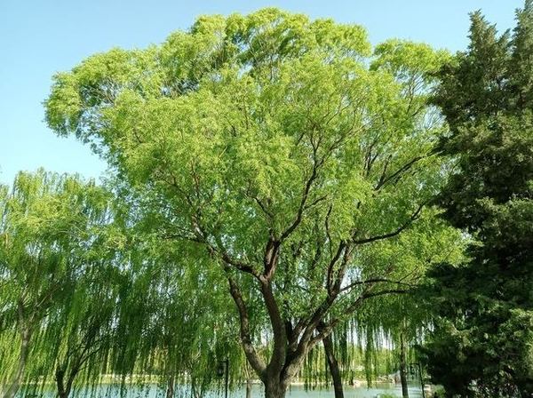 OPPOA35拍照效果介绍