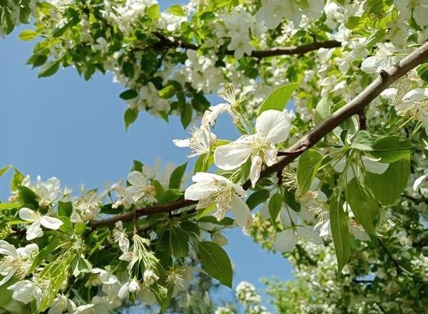 OPPOA35拍照效果介绍