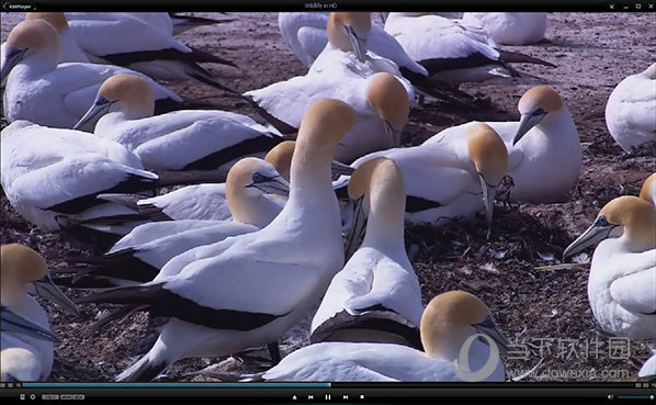 kmplayer不升级老版本