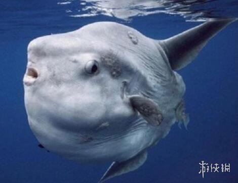 海陆空三傻有谁 动物界海陆空三傻