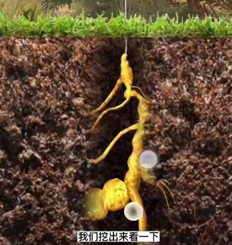 《夺笋高手》无价之宝攻略 无价之宝怎么找