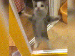 happy猫表情包 happy猫是什么梗