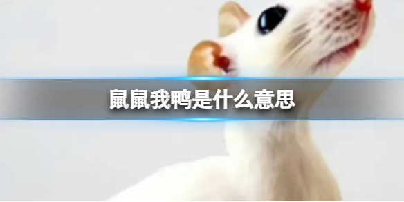 鼠鼠我鸭表情包 鼠鼠我鸭表情包分享