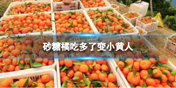 砂糖橘吃多了皮肤真的会变黄吗 砂糖橘吃多了变小黄人