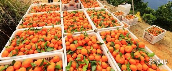 砂糖橘吃多了皮肤真的会变黄吗 砂糖橘吃多了变小黄人