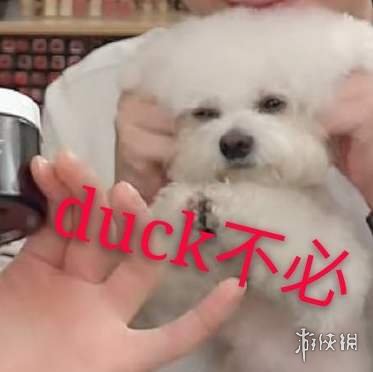duck不必是什么意思 duck不必表情包分享