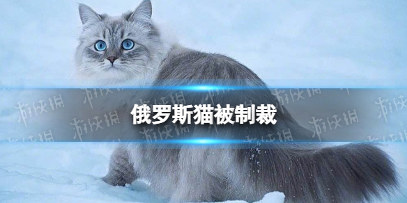 俄罗斯猫被制裁 俄罗斯猫被制裁怎么回事