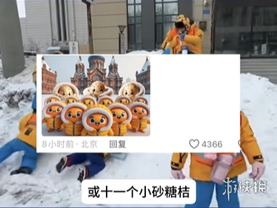 南方砂糖橘梗介绍