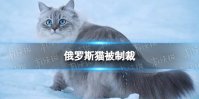 俄罗斯猫被制裁 俄罗斯猫被制裁怎么回事