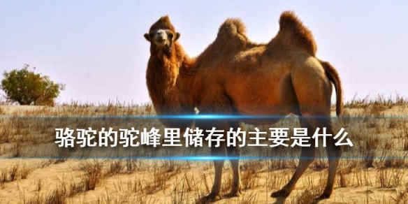 小鸡宝宝考考你骆驼的驼峰里储存的主要是什么