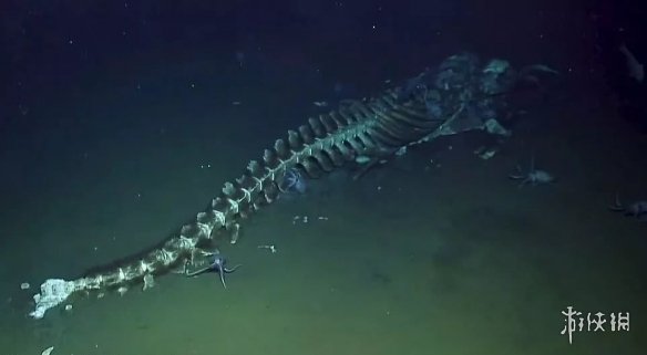 鲸落是什么意思 鲸落是留给大海最后的温柔