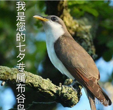 七夕布谷鸟什么意思 七夕布谷鸟出处介绍