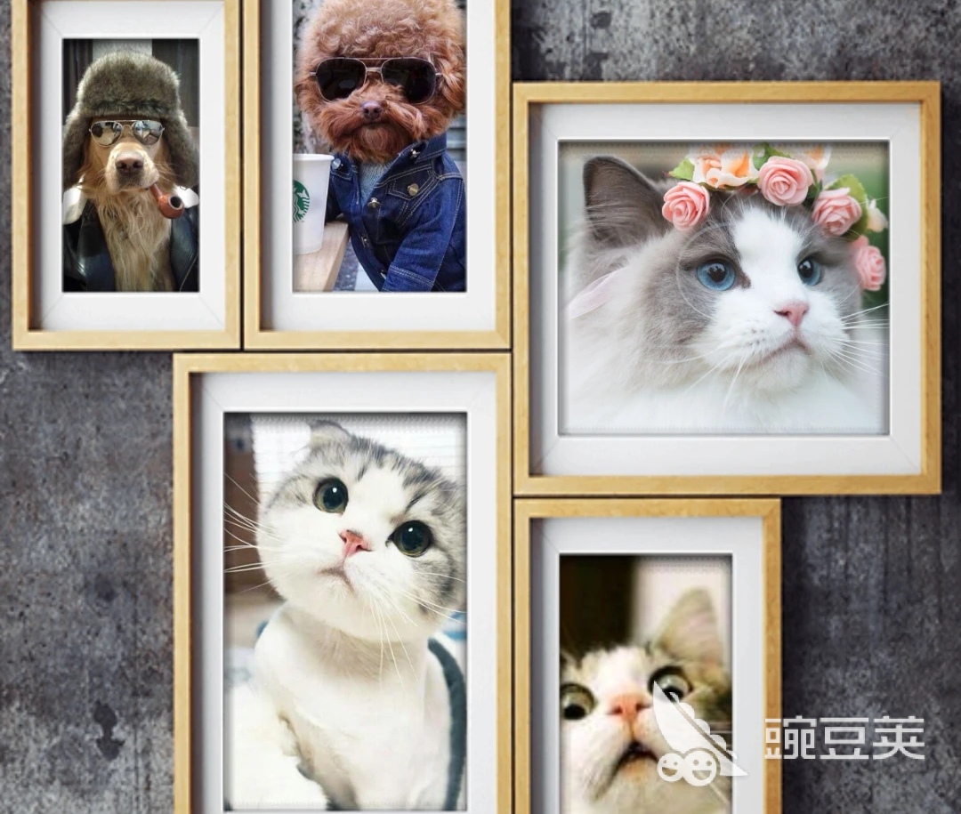 手机照片拼图软件app哪个好2022 手机照片拼图软件大全