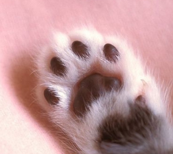 考考你的眼力猫咪会出汗吗 蚂蚁庄园猫咪会出汗吗3月3日答案