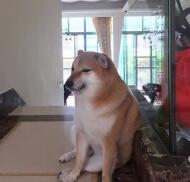 cheems狗 cheems是什么意思