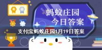 蚂蚁庄园喝酒后容易脸红 小鸡宝宝考考你今天的答案是什么1月19日