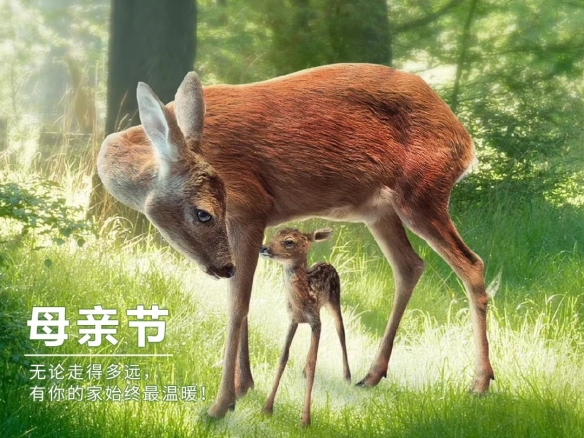 母亲节2022年是几月几日 2022母亲节日期