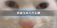 抖音玉米几什么梗