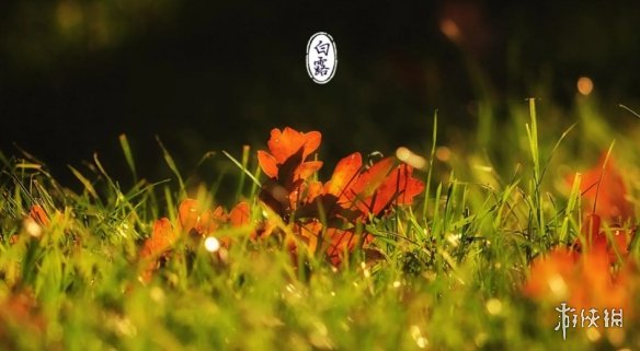 白露节气介绍 9月7日是什么节日