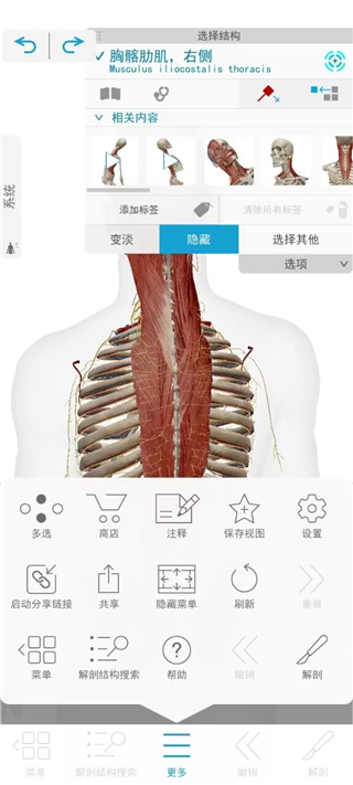 atlas人体解剖软件2024